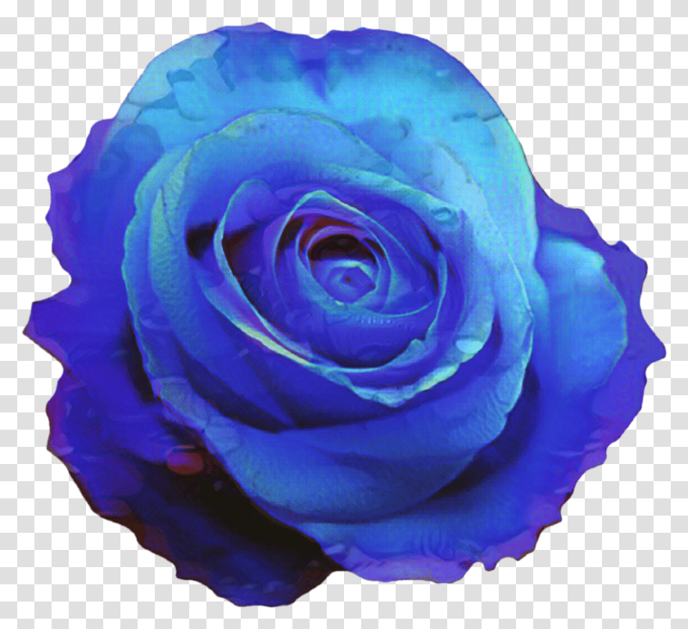 Portable Network Graphics Blue Rose Clip Art Blue Flower Blue Rose, Plant, Blossom, Petal Transparent Png