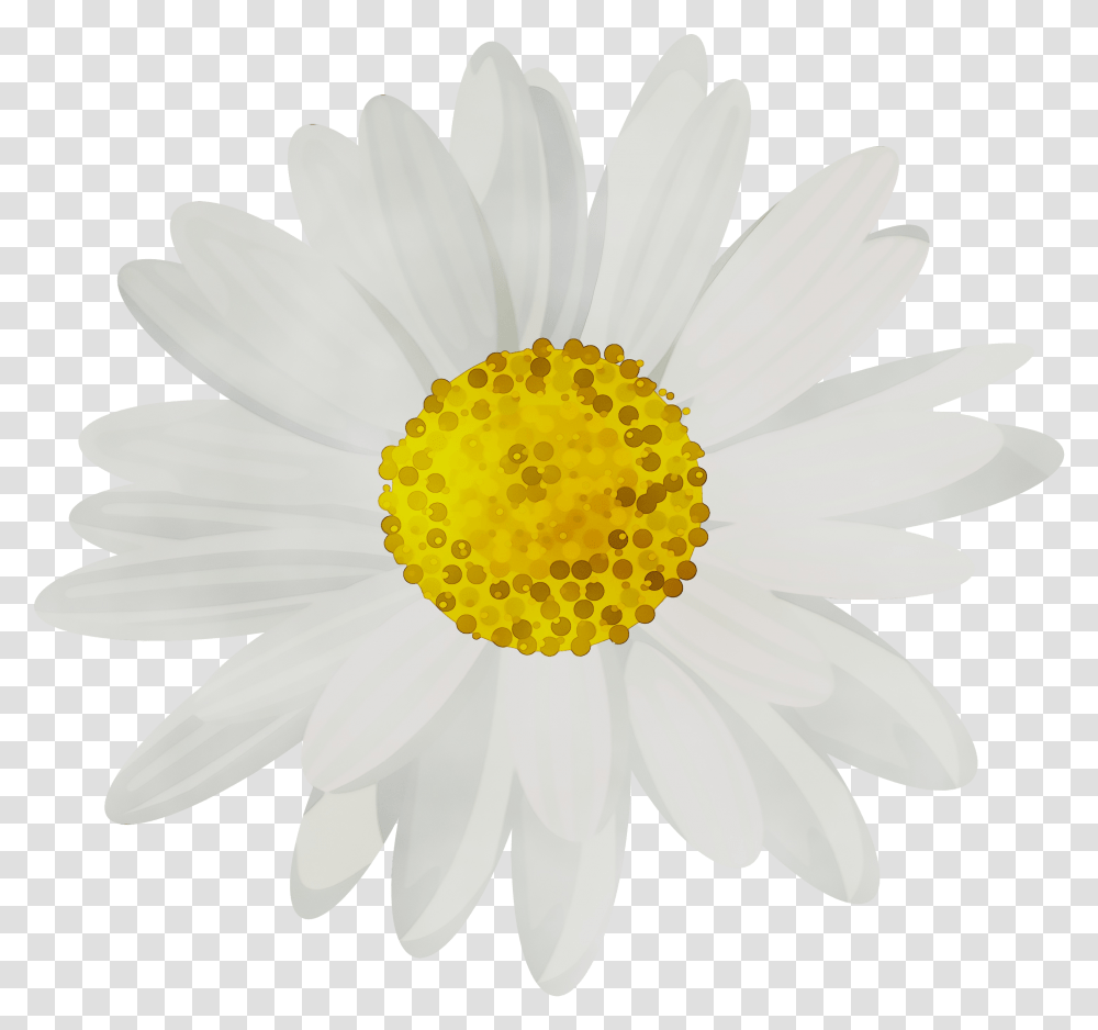 Portable Network Graphics Clip Art Common Daisy Desktop Background Daisy, Plant, Flower, Daisies, Blossom Transparent Png