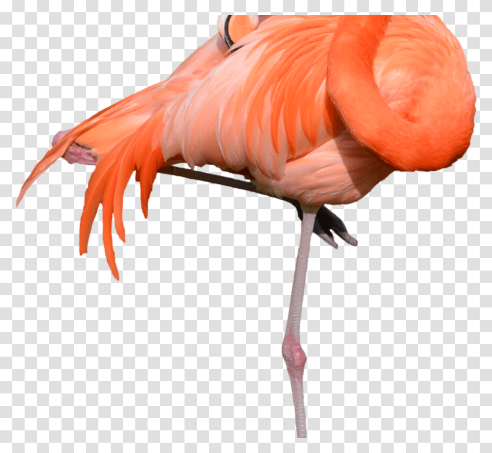 Portable Network Graphics Clip Art Flamingo, Bird, Animal Transparent Png