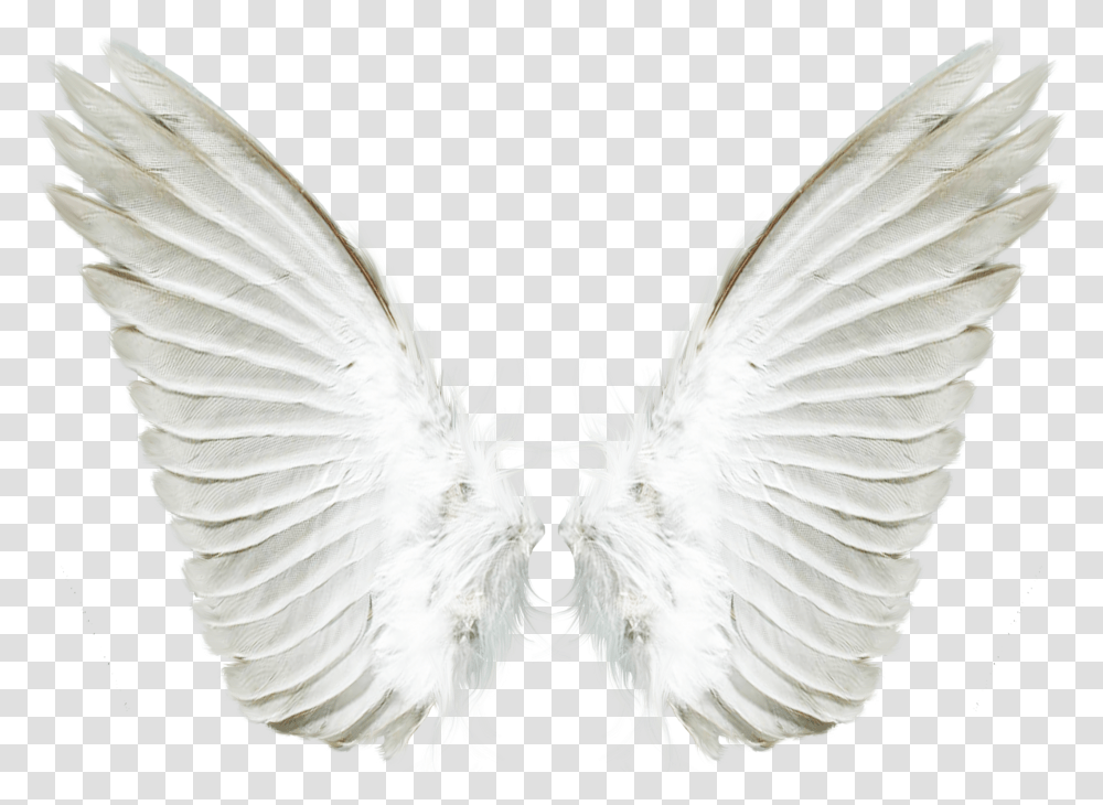 Portable Network Graphics Clip Art Image Computer File Background Angel Wings Transparent Png