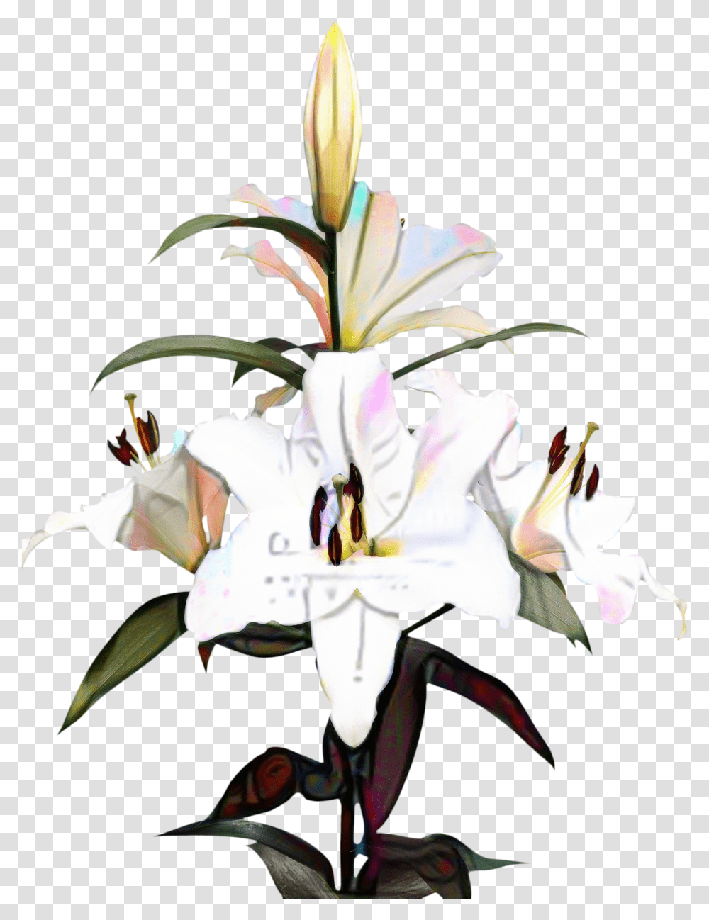 Portable Network Graphics Clip Art Madonna Lily Image Portable Network Graphics, Plant, Flower, Blossom, Amaryllis Transparent Png