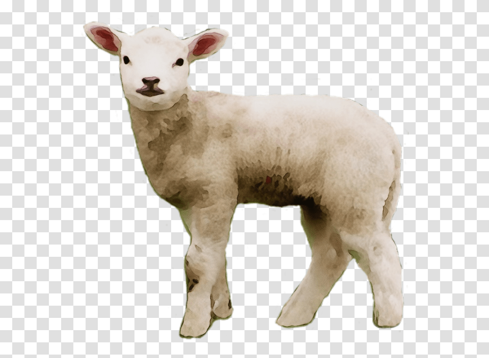 Portable Network Graphics Clip Art Sheep S Meat Image Sheep Small, Mammal, Animal, Cow, Cattle Transparent Png