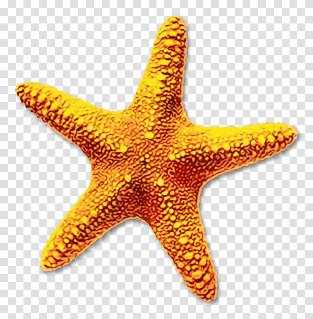 Portable Network Graphics Clip Art Starfish Image Sea Star Background, Dinosaur, Reptile, Animal, Sea Life Transparent Png