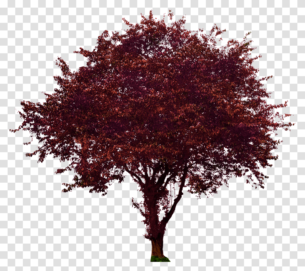 Portable Network Graphics Clip Art Transparency Image Aboles De Roble, Tree, Plant, Maple, Vegetation Transparent Png