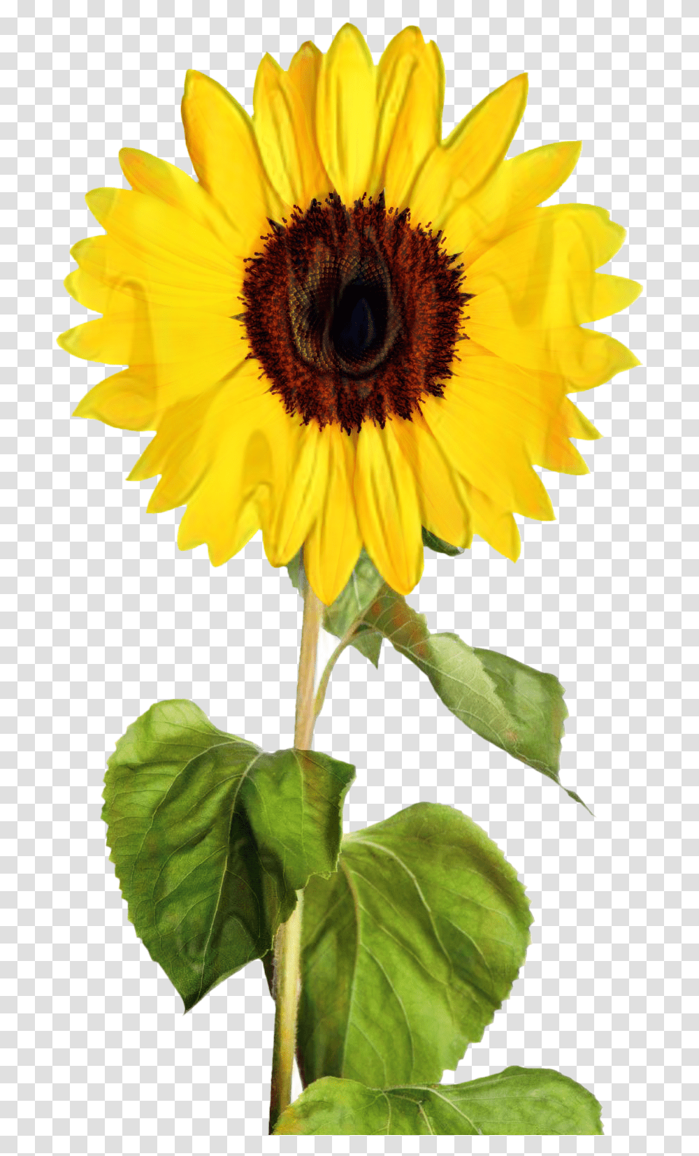 Portable Network Graphics Clip Art Transparency Image Vector Sunflower Clip Art, Plant, Blossom Transparent Png