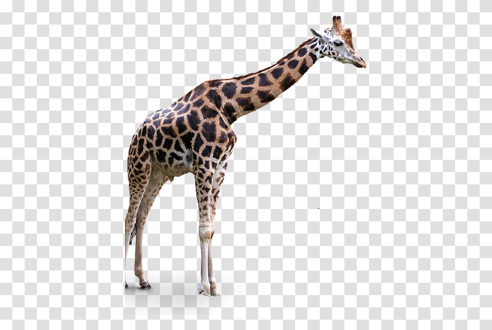 Portable Network Graphics Clip Art Transparency Northern Giraffe Background, Wildlife, Mammal, Animal Transparent Png