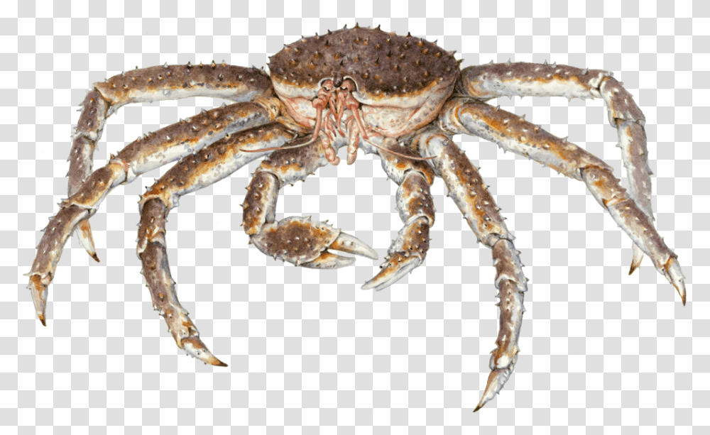 Portable Network Graphics, Crab, Seafood, Sea Life, Animal Transparent Png