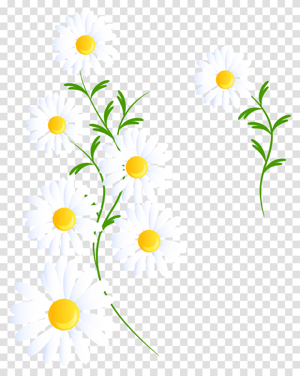 Portable Network Graphics, Daisy, Flower, Plant, Daisies Transparent Png