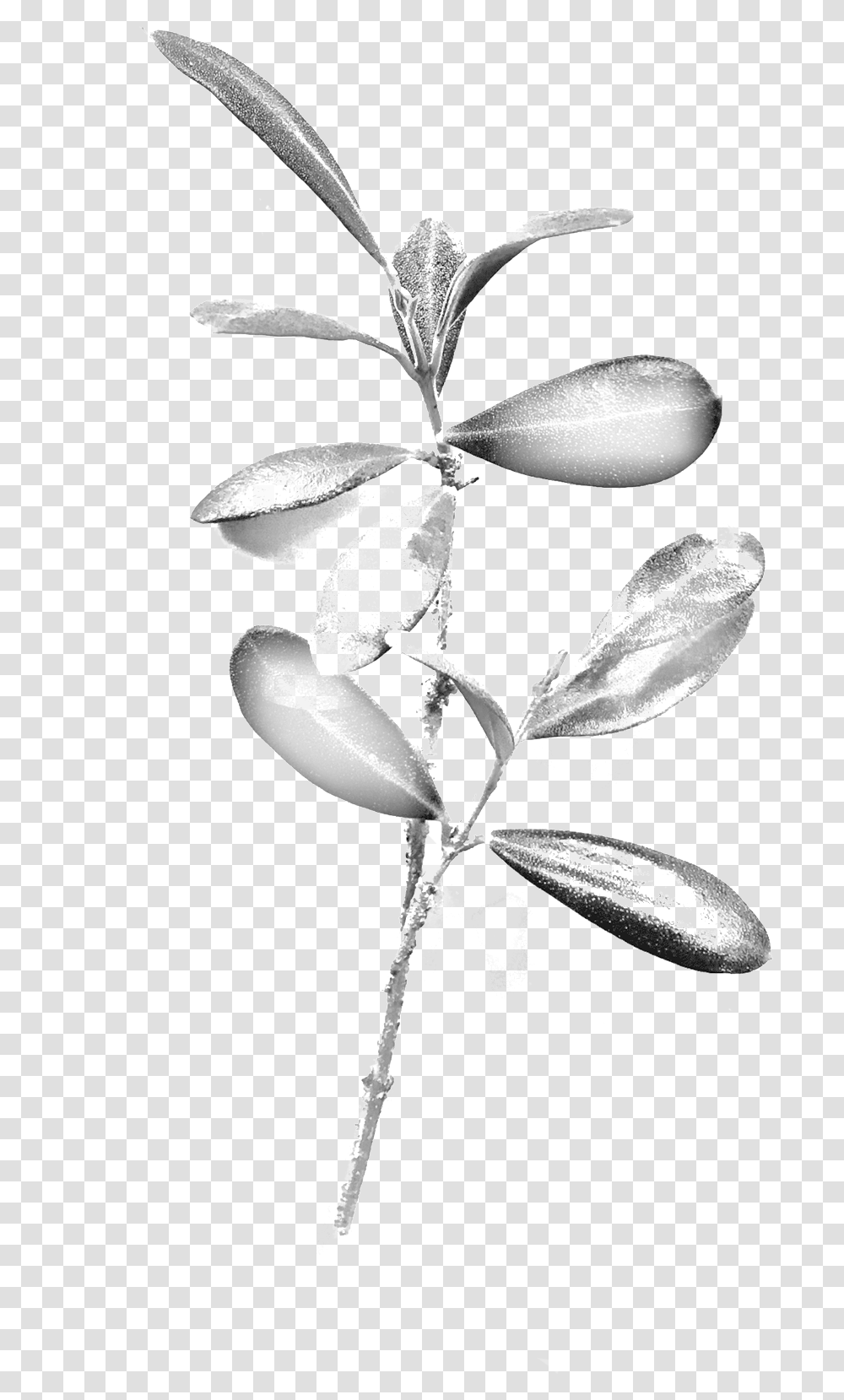 Portable Network Graphics Download Insect, Plant, Flower, Blossom, Acanthaceae Transparent Png