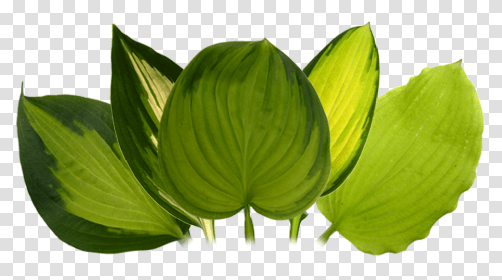 Portable Network Graphics Download Smooth Solomon's Seal, Leaf, Plant, Green, Flower Transparent Png