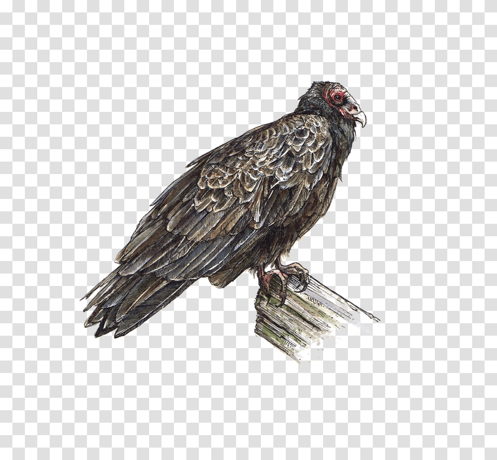 Portable Network Graphics Download, Vulture, Bird, Animal, Condor Transparent Png