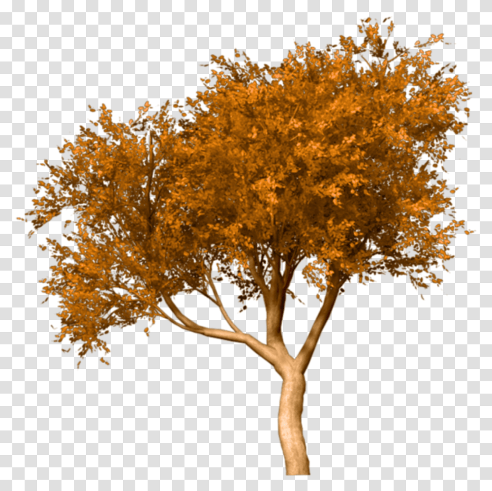 Portable Network Graphics Fall Tree Clip Art Image Fall Tree, Plant, Maple, Tree Trunk, Outdoors Transparent Png