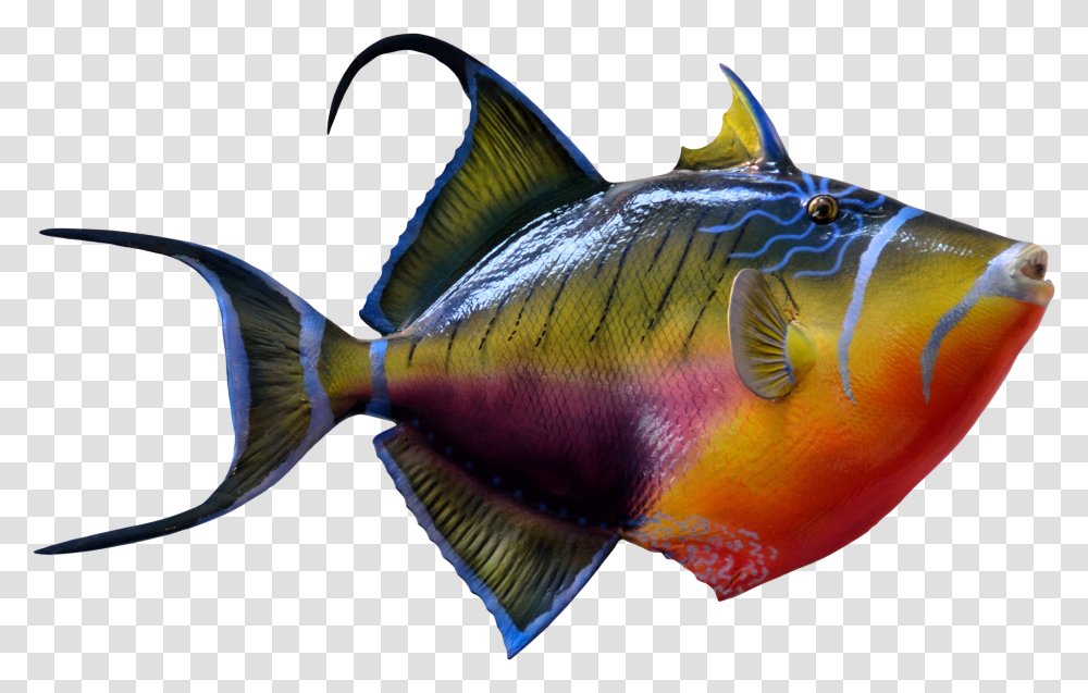 Portable Network Graphics Goldfish Amp Tropical Fish Color Fish Images, Animal, Bird, Angelfish, Sea Life Transparent Png