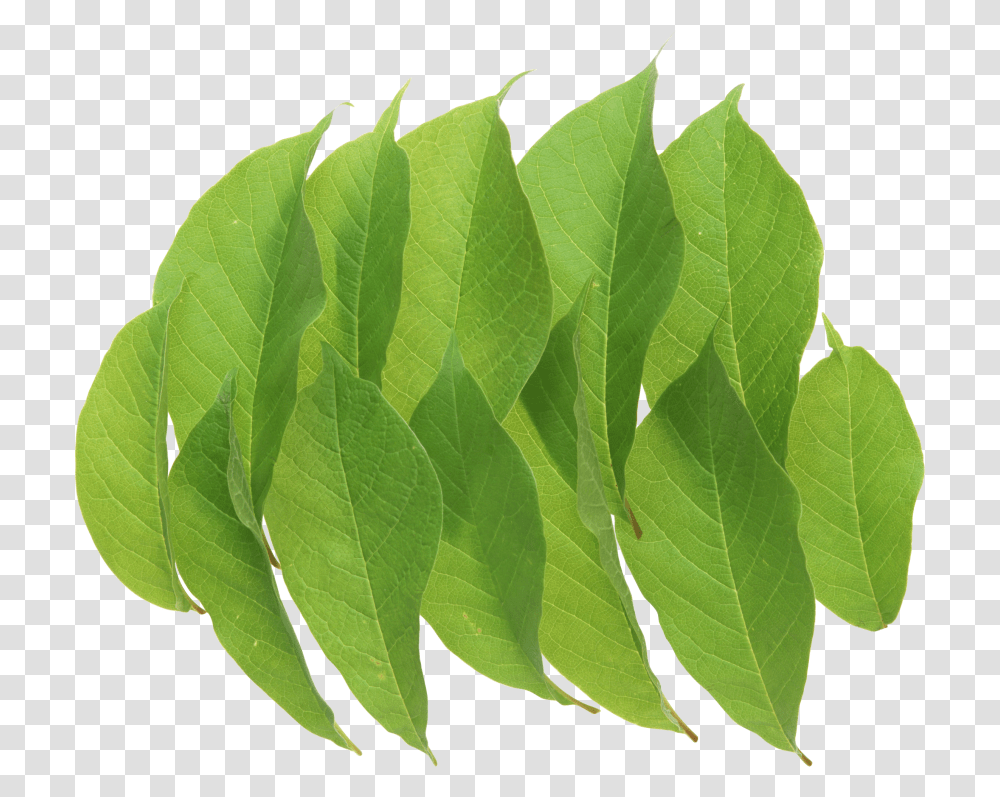 Portable Network Graphics, Leaf, Plant, Paper, Vase Transparent Png