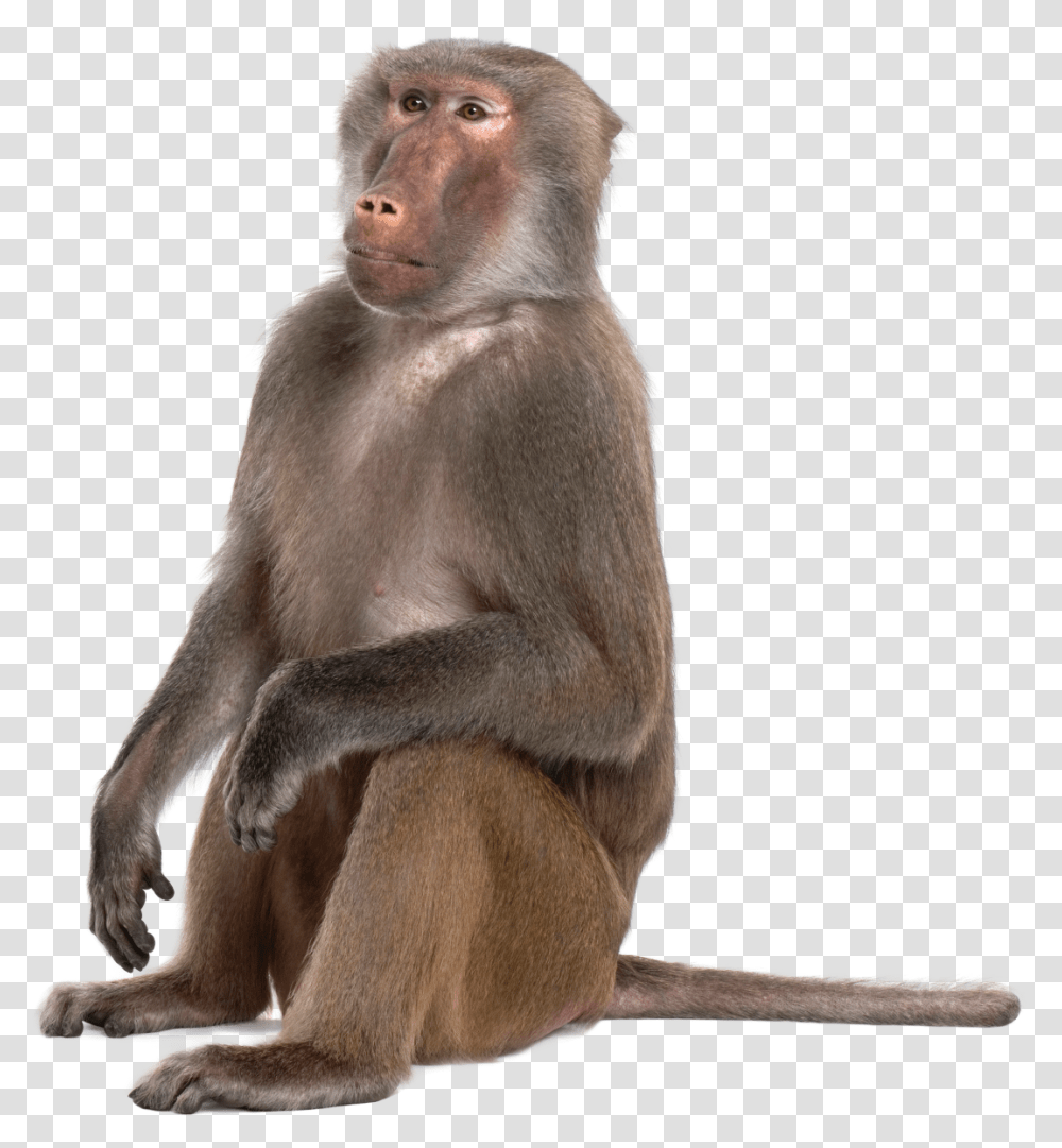 Portable Network Graphics Monkey Baboons Mandrill Primate Baboon, Wildlife, Mammal, Animal Transparent Png