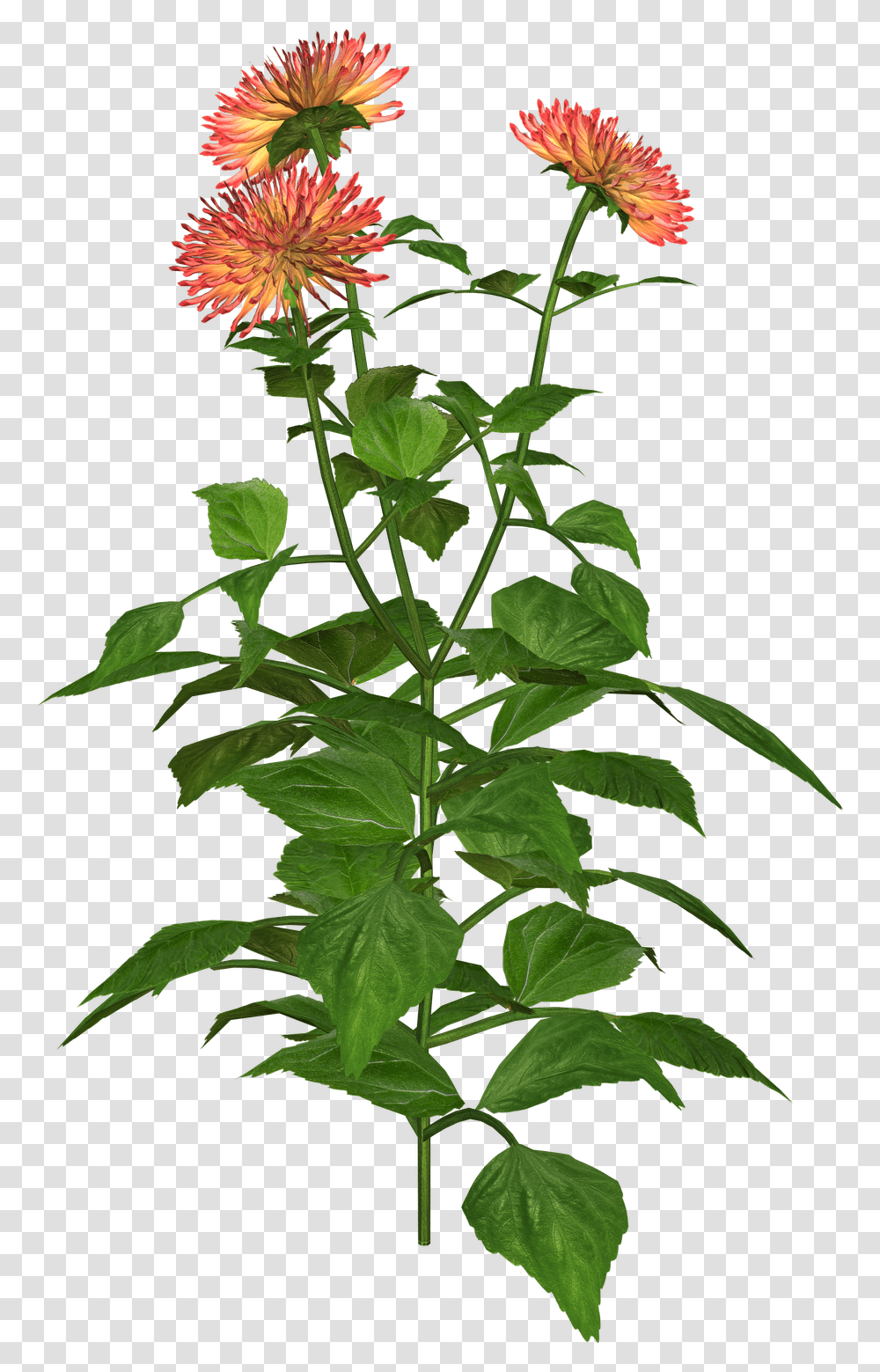 Portable Network Graphics, Plant, Acanthaceae, Flower, Blossom Transparent Png