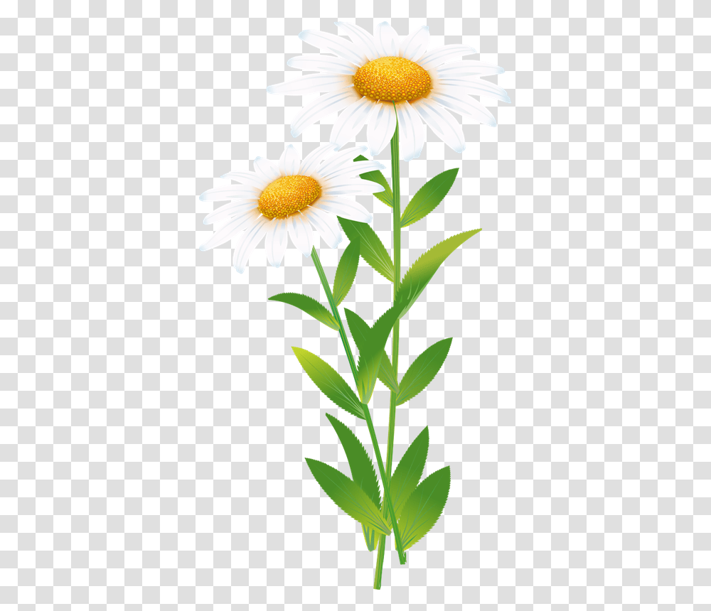 Portable Network Graphics, Plant, Daisy, Flower, Daisies Transparent Png