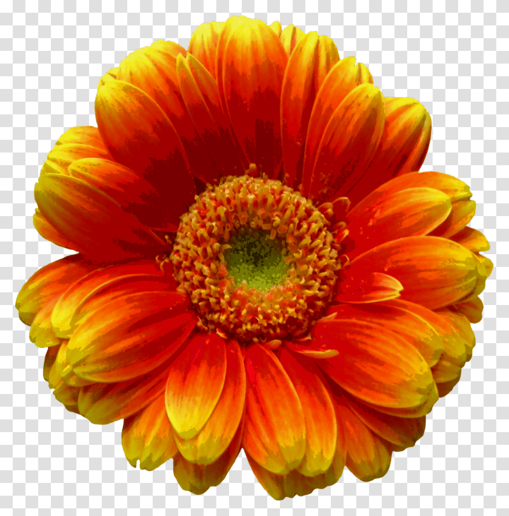 Portable Network Graphics, Plant, Flower, Blossom, Daisy Transparent Png