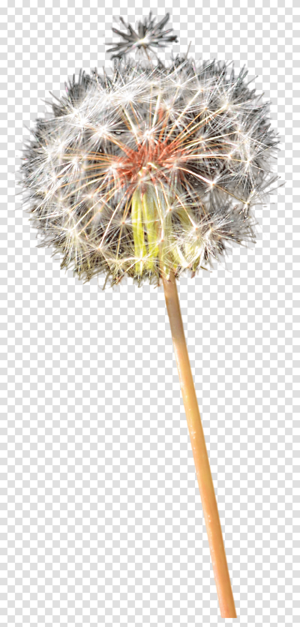 Portable Network Graphics, Plant, Flower, Blossom, Dandelion Transparent Png