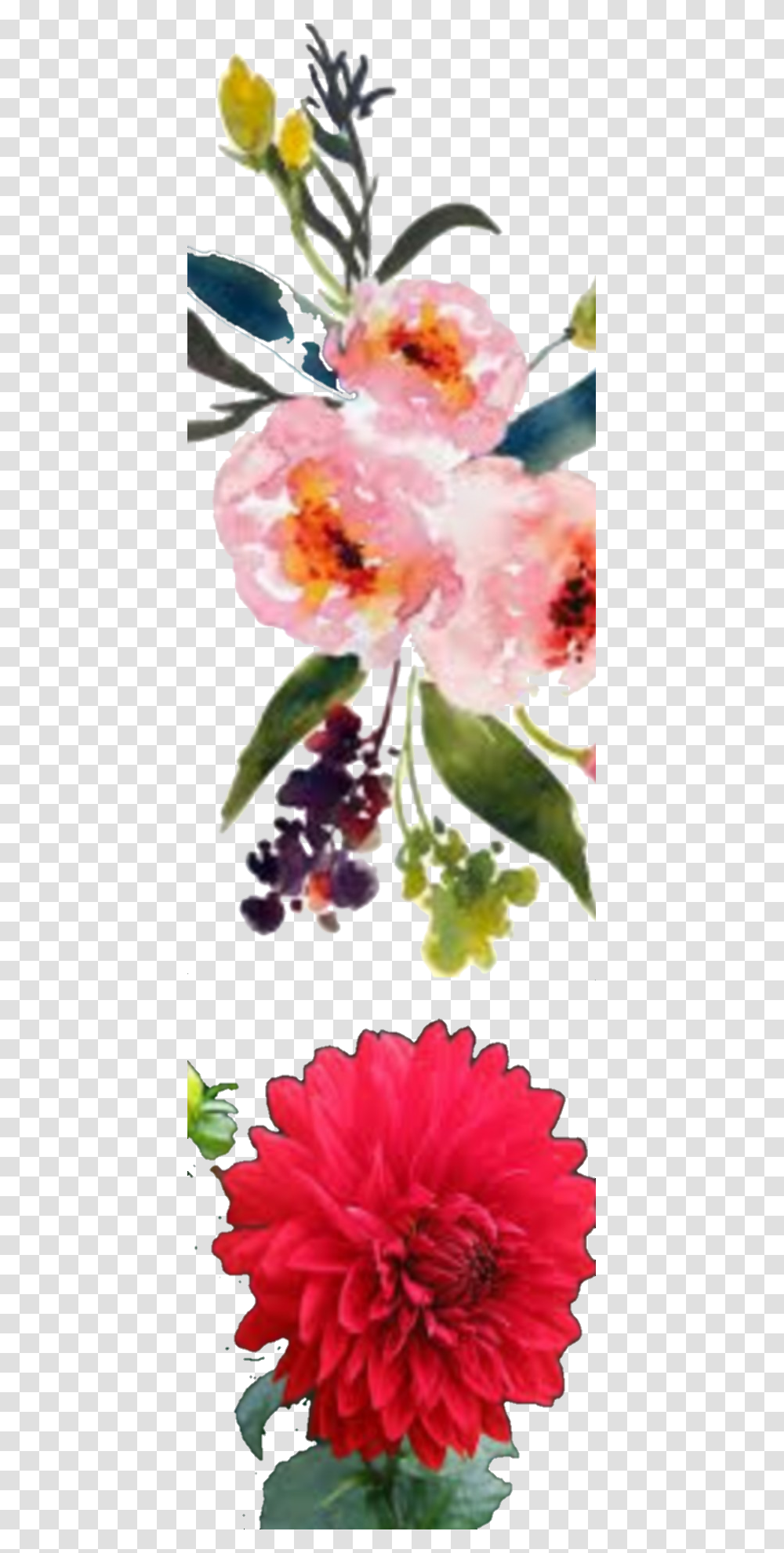 Portable Network Graphics, Plant, Flower, Blossom, Fruit Transparent Png