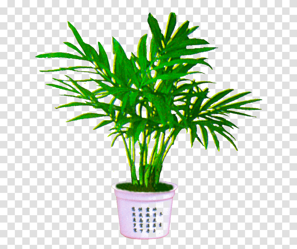 Portable Network Graphics, Plant, Palm Tree, Arecaceae, Green Transparent Png
