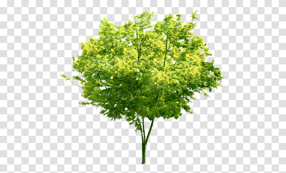 Portable Network Graphics, Plant, Tree, Maple Transparent Png