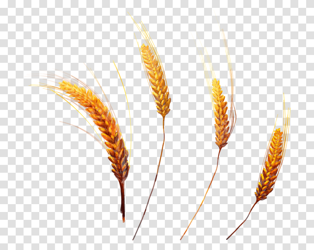 Portable Network Graphics, Plant, Vegetable, Food, Wheat Transparent Png