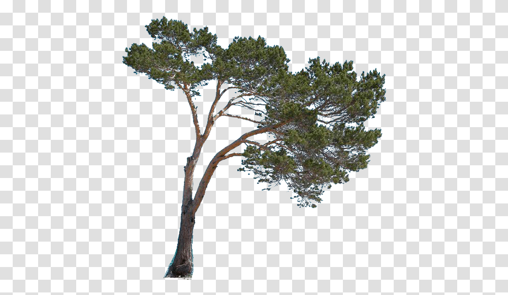 Portable Network Graphics Pond Pine, Tree, Plant, Vegetation, Outdoors Transparent Png