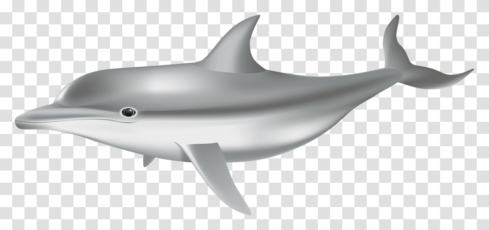 Portable Network Graphics, Sea Life, Animal, Mammal, Dolphin Transparent Png