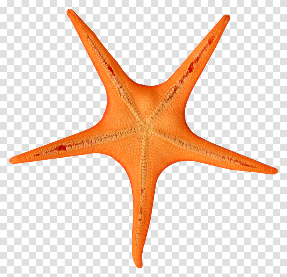 Portable Network Graphics, Sea Life, Animal, Starfish, Invertebrate Transparent Png