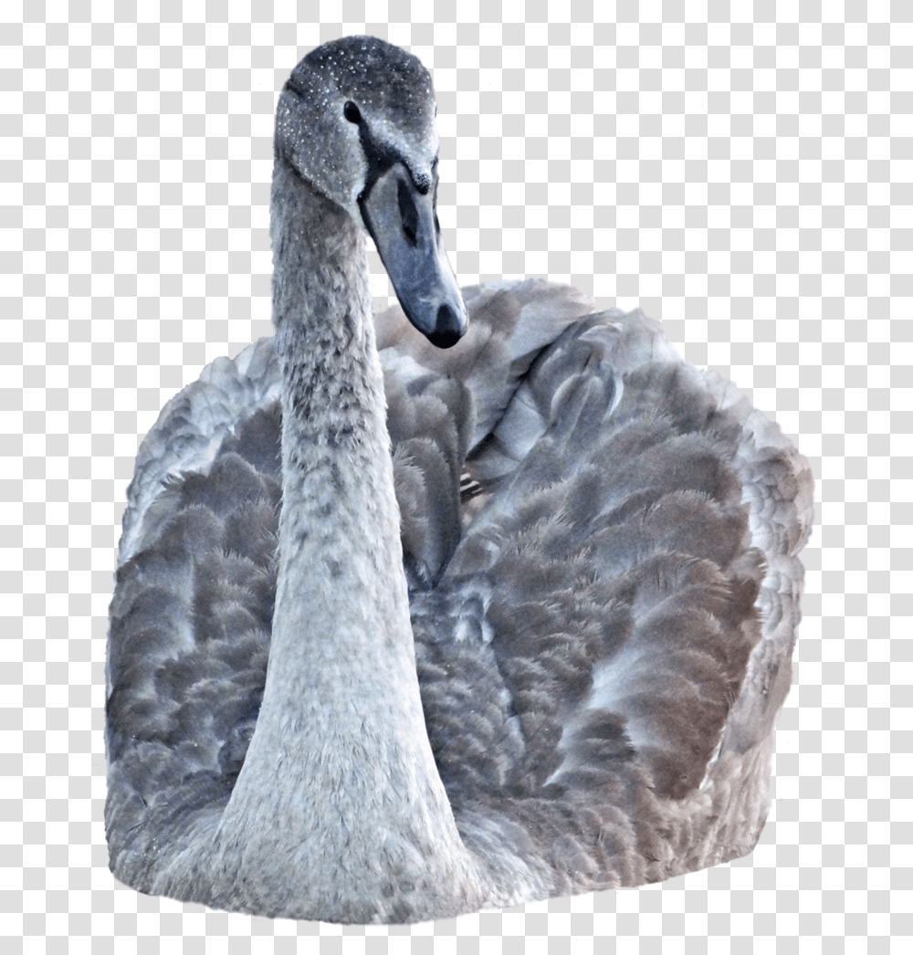 Portable Network Graphics, Swan, Bird, Animal, Waterfowl Transparent Png