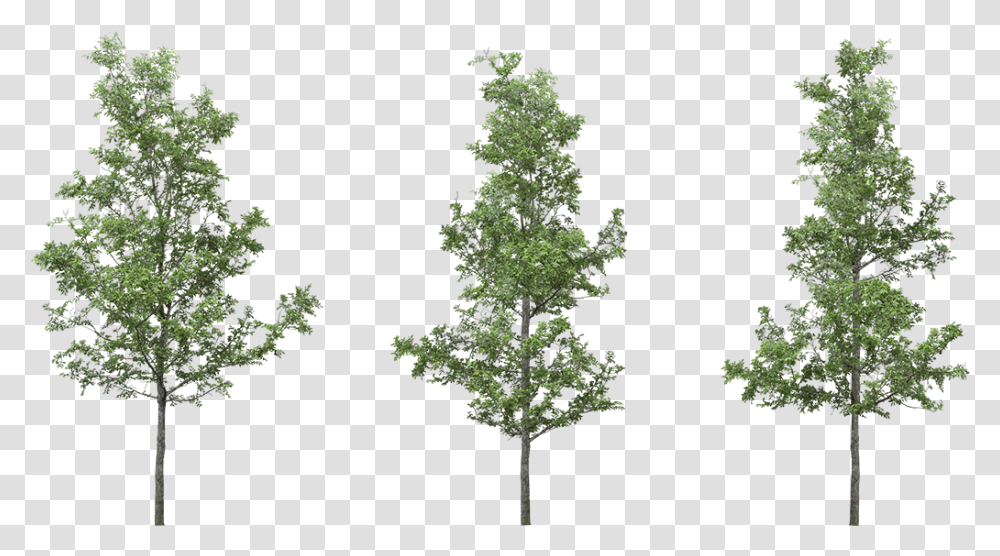 Portable Network Graphics Transparency Clip Art Adobe Tree, Plant, Conifer, Fir, Pine Transparent Png