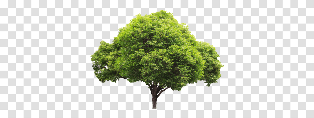 Portable Network Graphics, Tree, Plant, Maple, Oak Transparent Png