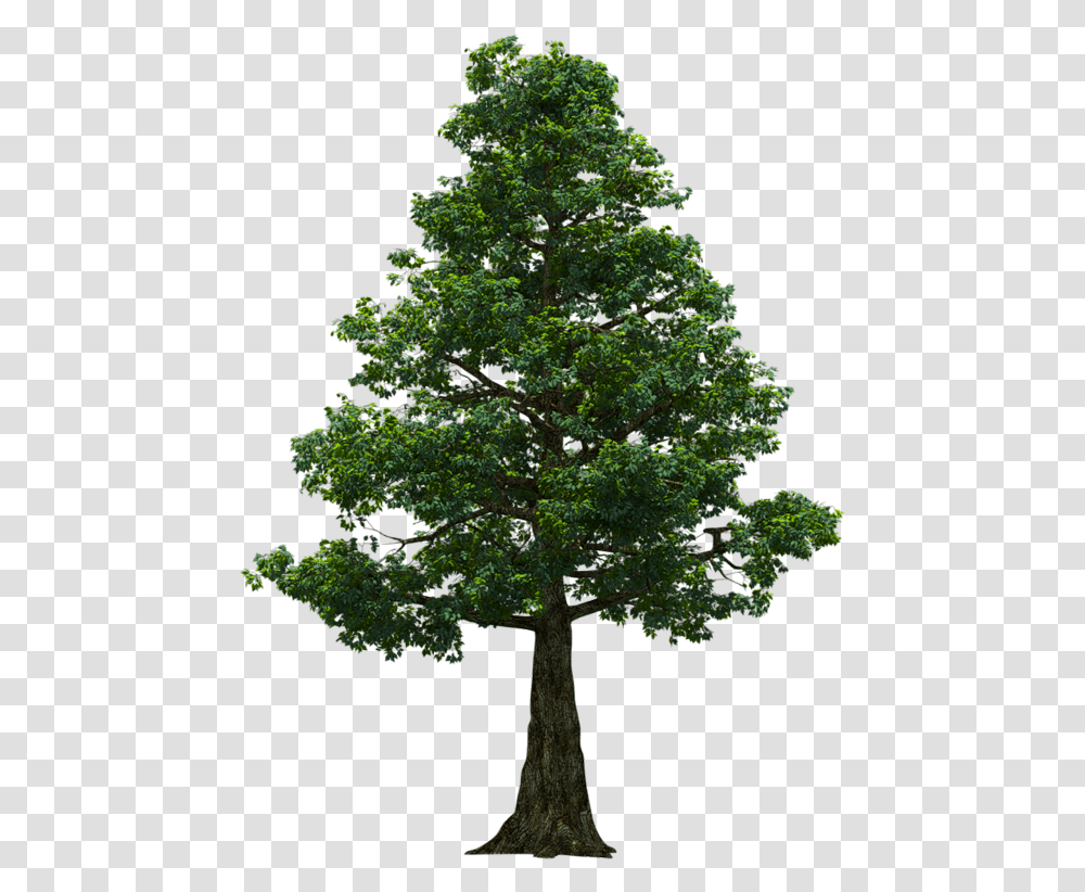 Portable Network Graphics, Tree, Plant, Oak, Sycamore Transparent Png