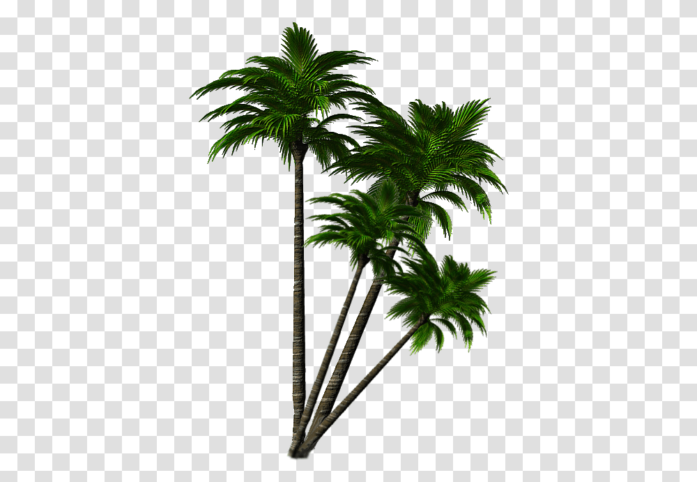 Portable Network Graphics, Tree, Plant, Palm Tree, Arecaceae Transparent Png