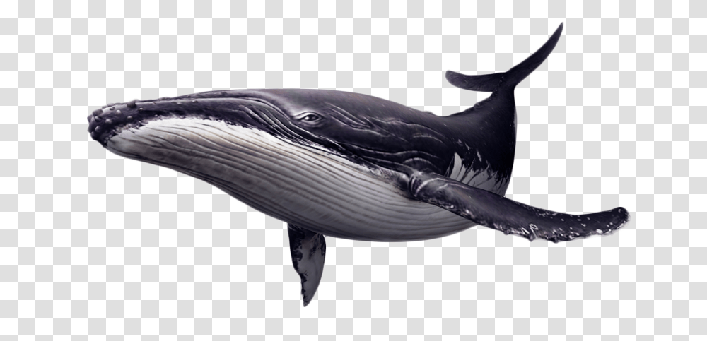 Portable Network Graphics Whales Clip Art Image Killer Humpback Whale, Bird, Animal, Mammal, Sea Life Transparent Png
