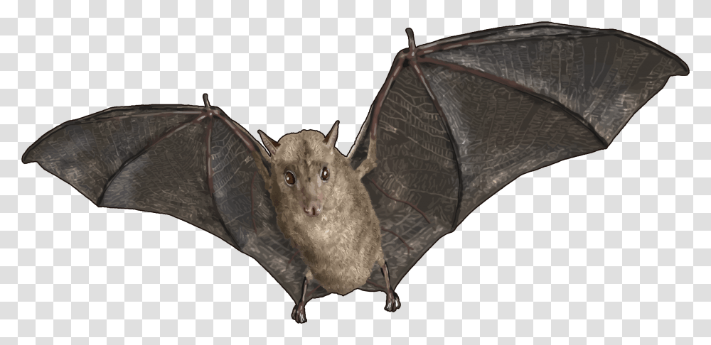 Portable Network Graphics, Wildlife, Animal, Bat, Mammal Transparent Png