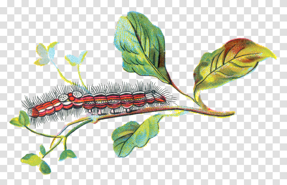 Porthesia Similis Caterpillar Caterpillar, Animal, Invertebrate, Plant, Worm Transparent Png