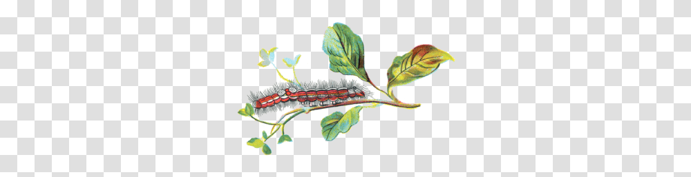 Porthesia Similis Caterpillar, Plant, Leaf, Animal, Food Transparent Png