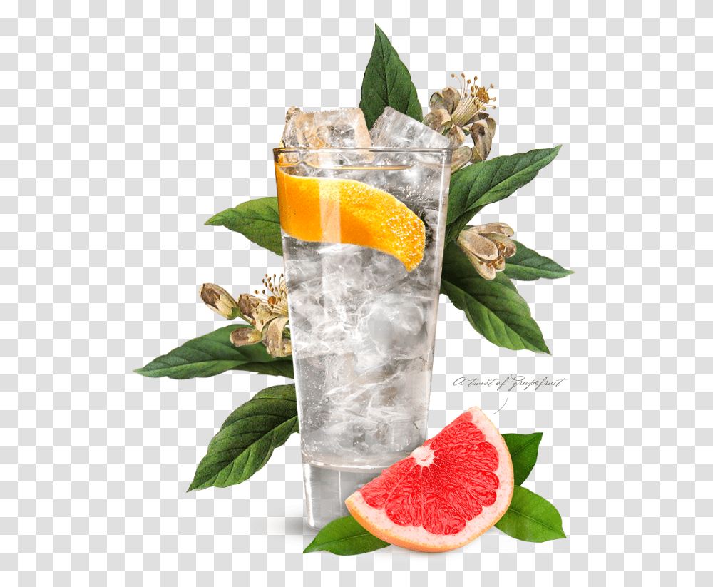 Portobello Road Gin And Tonic, Plant, Citrus Fruit, Food, Grapefruit Transparent Png