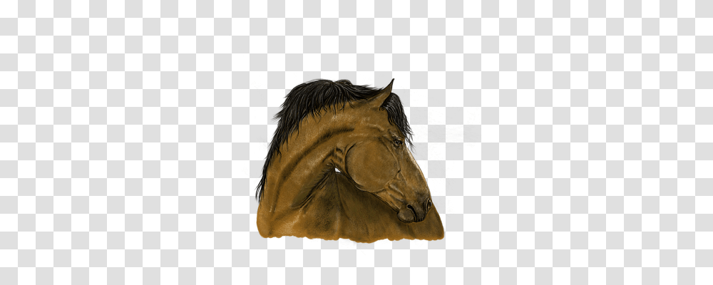 Portrait Animals, Horse, Mammal Transparent Png