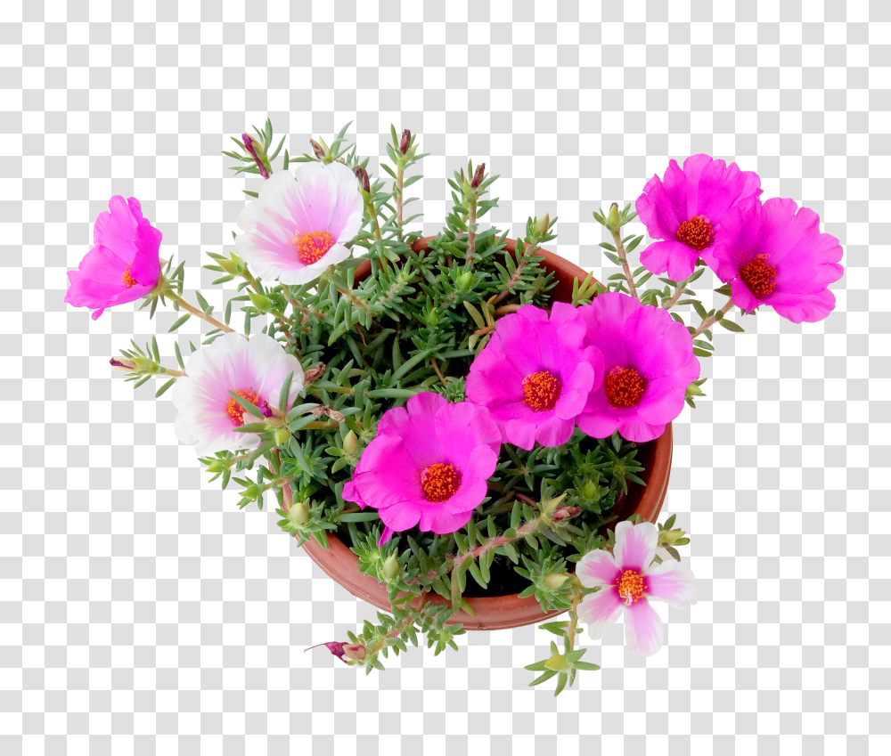 Portulaca Flowers, Plant, Geranium, Potted Plant, Vase Transparent Png