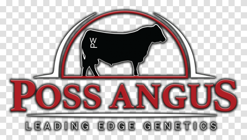 Poss Angus Bull, Mammal, Animal, Cattle Transparent Png