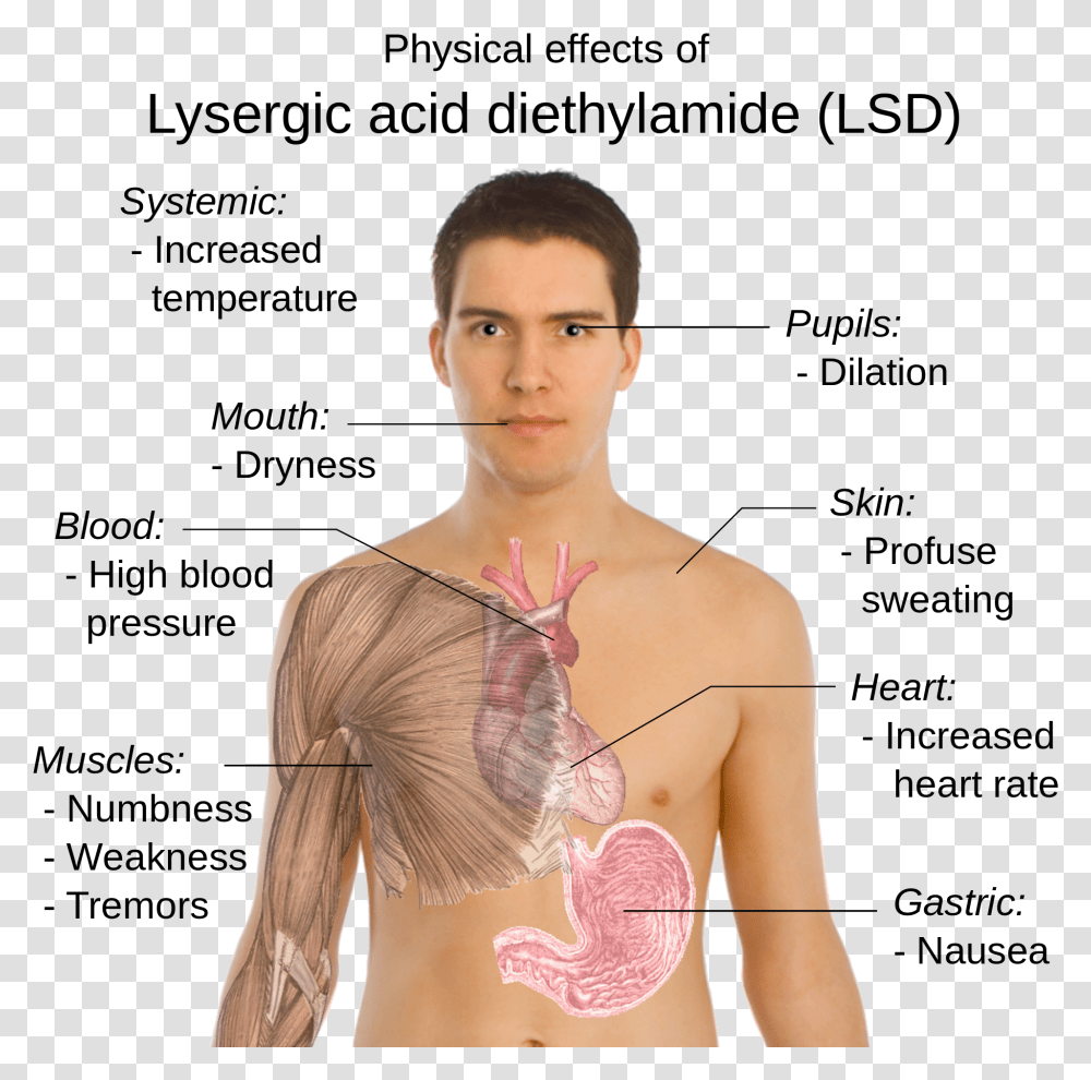 Possible Physical Effects Of Lysergic Acid Diethylamide Does Lsd Affect The Body, Person, Plot, Diagram Transparent Png