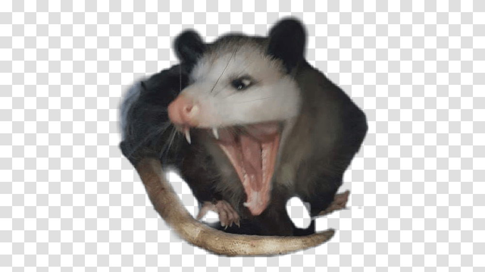 Possum Fang, Wildlife, Animal, Mammal, Rat Transparent Png