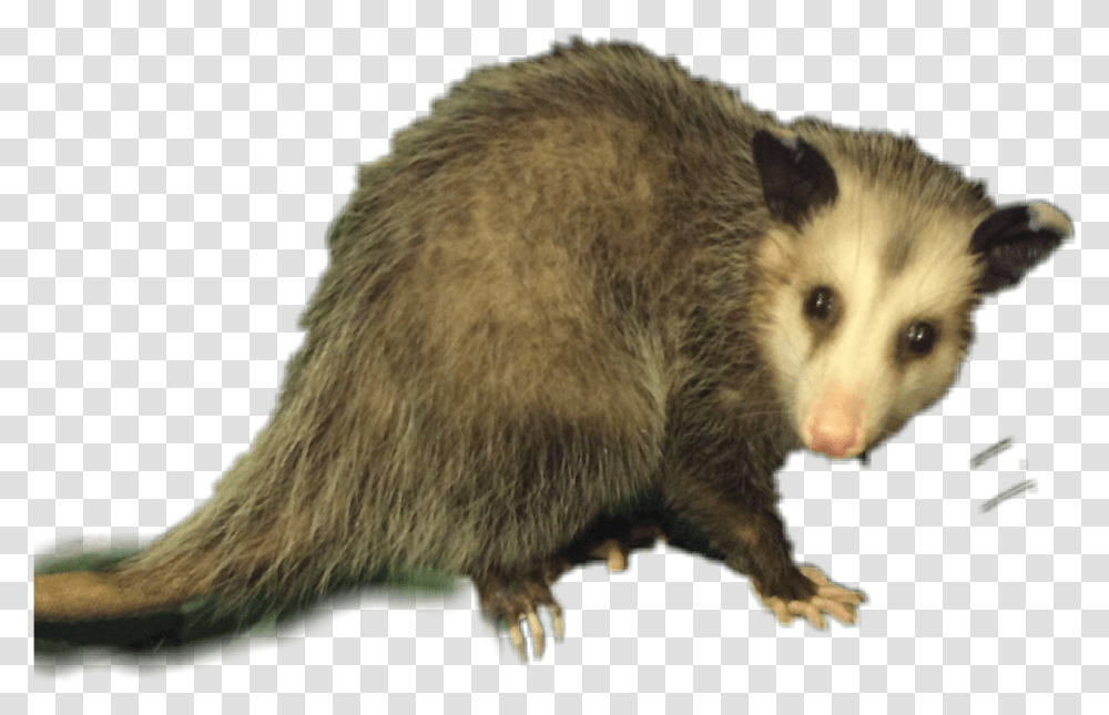 Possum Opossum Animal Wildlife Sticker Opossum, Mammal, Bear, Bird Transparent Png