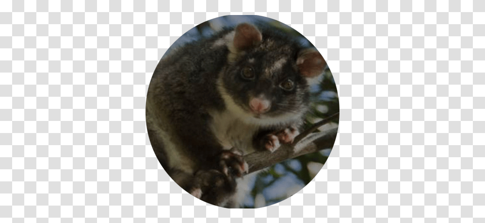Possum Possum, Rat, Rodent, Mammal, Animal Transparent Png