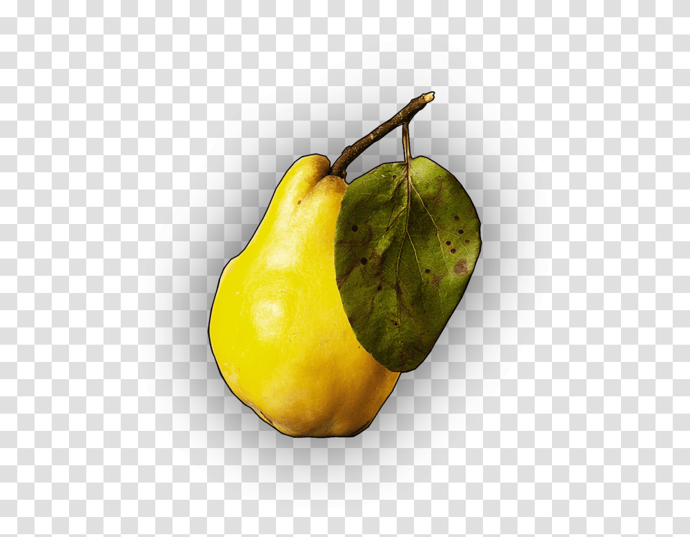 Post Malone, Pear, Fruit, Plant, Food Transparent Png