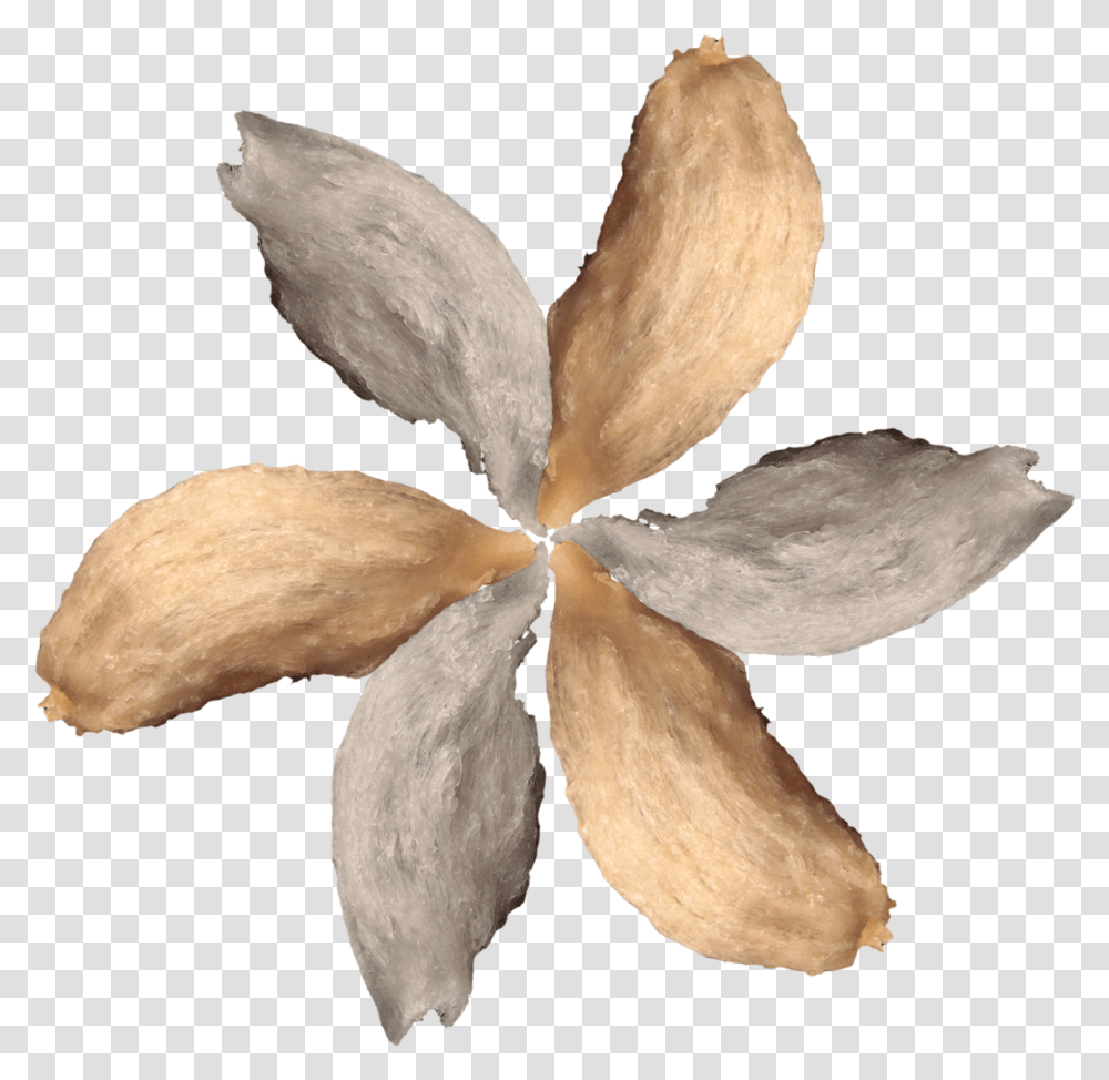 Post Oak Download Illustration, Fungus, Petal, Flower, Plant Transparent Png