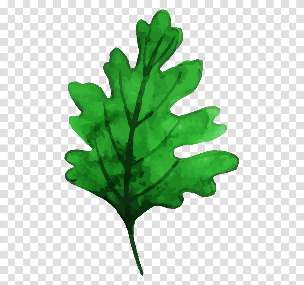 Post Oak, Leaf, Plant, Tree, Vegetable Transparent Png